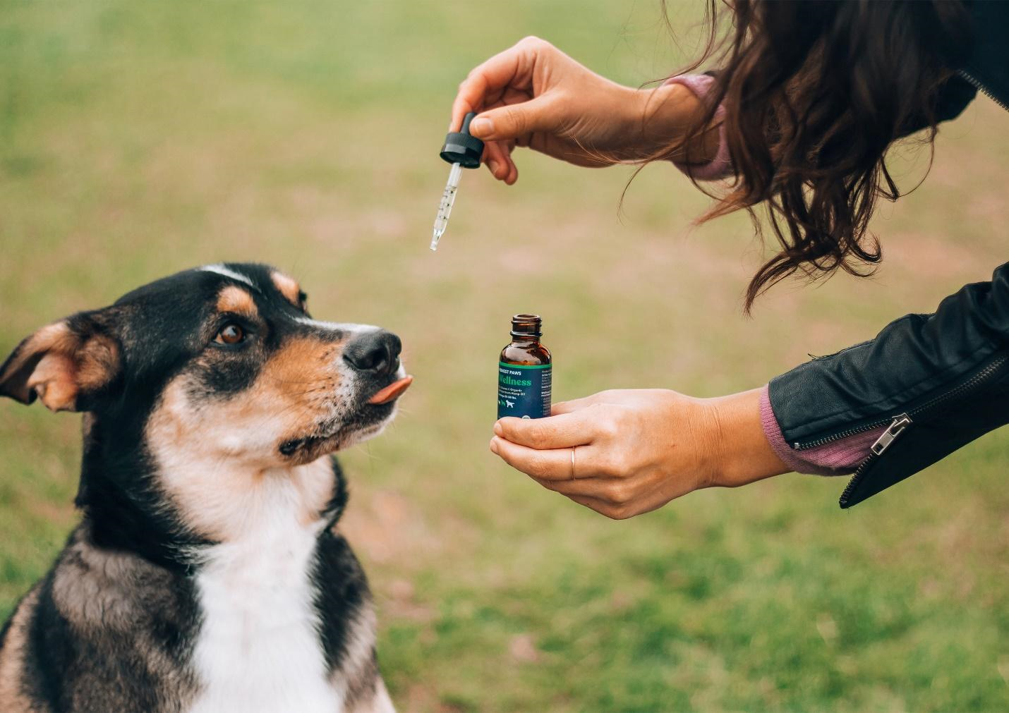 CBD Oil for Dogs with Renal Failure-1