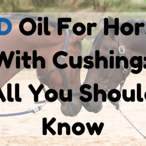 CBD Oil for Horses with Cushing