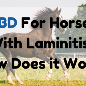 CBD for Horses with Laminitis