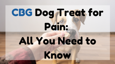 CBG Dog Treat for Pain