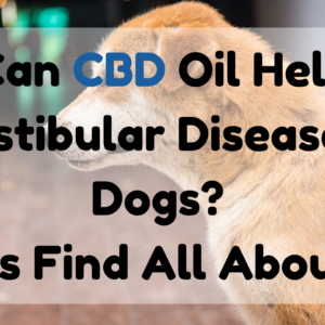 Can CBD Oil Help Vestibular Disease in Dogs