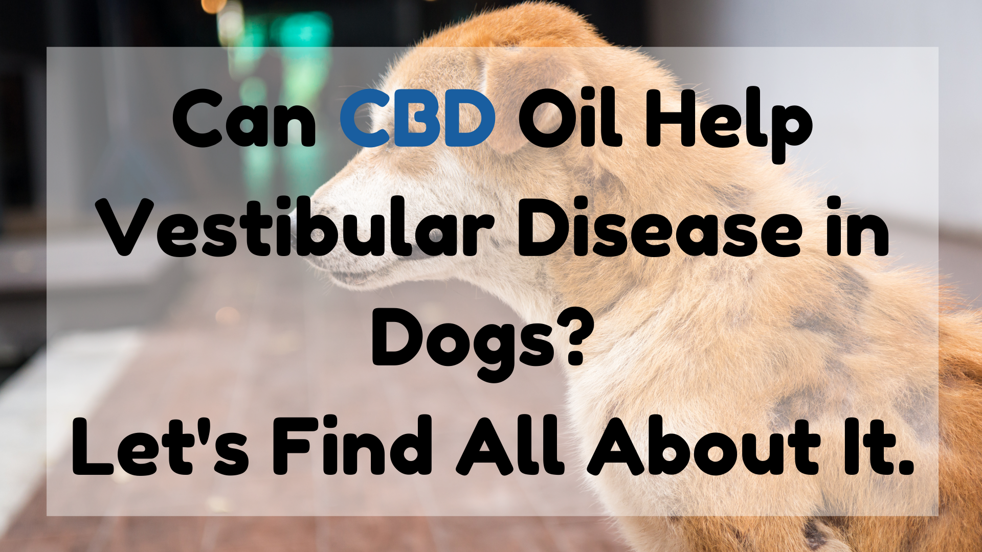 Can CBD Oil Help Vestibular Disease in Dogs