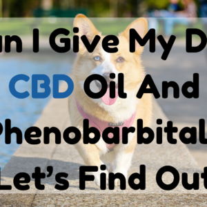 Can I Give My Dog CBD Oil and Phenobarbital