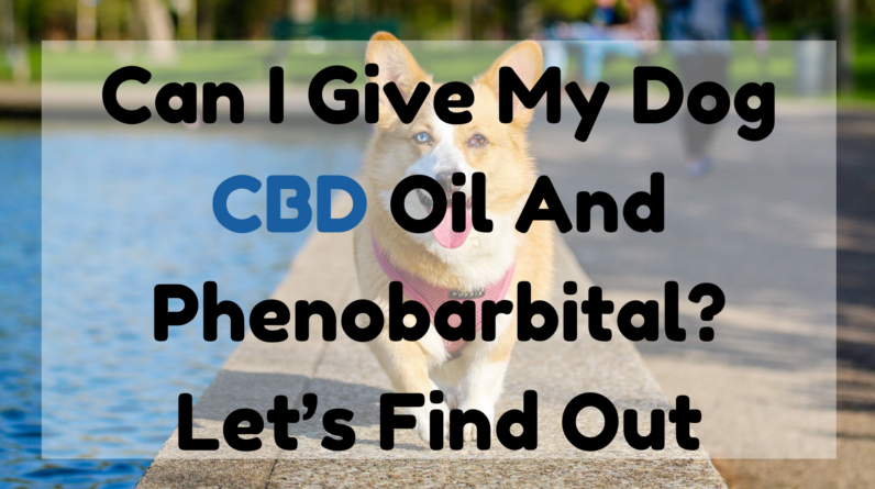 Can I Give My Dog CBD Oil and Phenobarbital