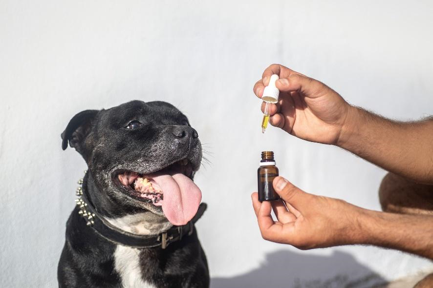 Can My Dog Overdose On CBD Oil-1