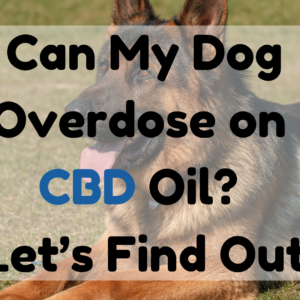 Can My Dog Overdose On CBD Oil