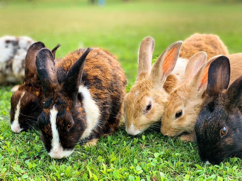 How to Give CBD Oil to Rabbits-1