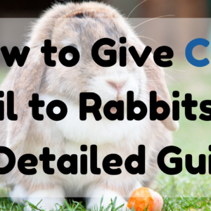 How to Give CBD Oil to Rabbits