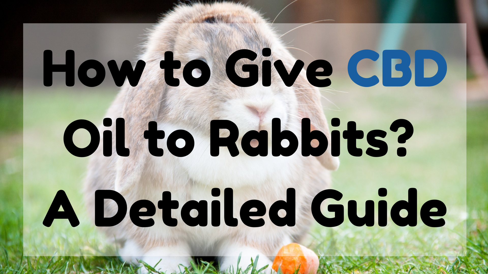 How to Give CBD Oil to Rabbits