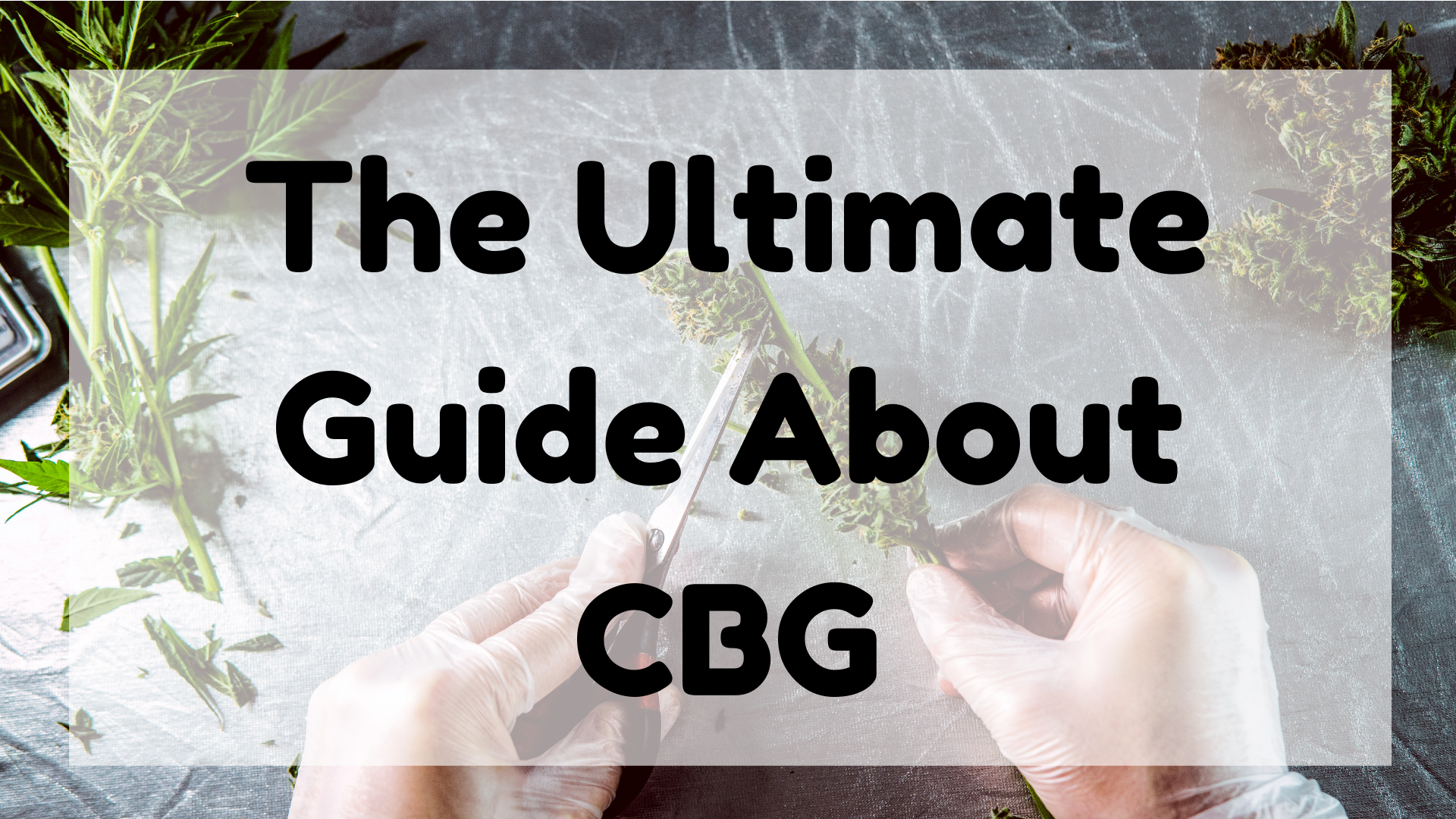 The ultimate guide about CBG