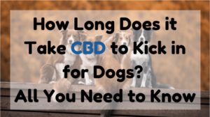 How Long Does It Take CBD to Kick in for Dogs?
