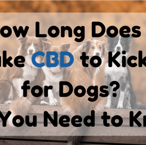 How Long Does It Take CBD to Kick in for Dogs?