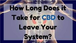 How Long Does It Take for CBD to Leave Your System?