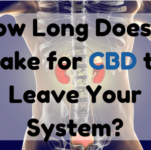 How Long Does It Take for CBD to Leave Your System?