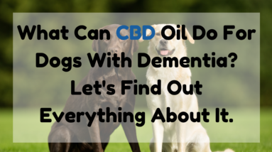 What Can CBD Oil Do for Dogs with Dementia