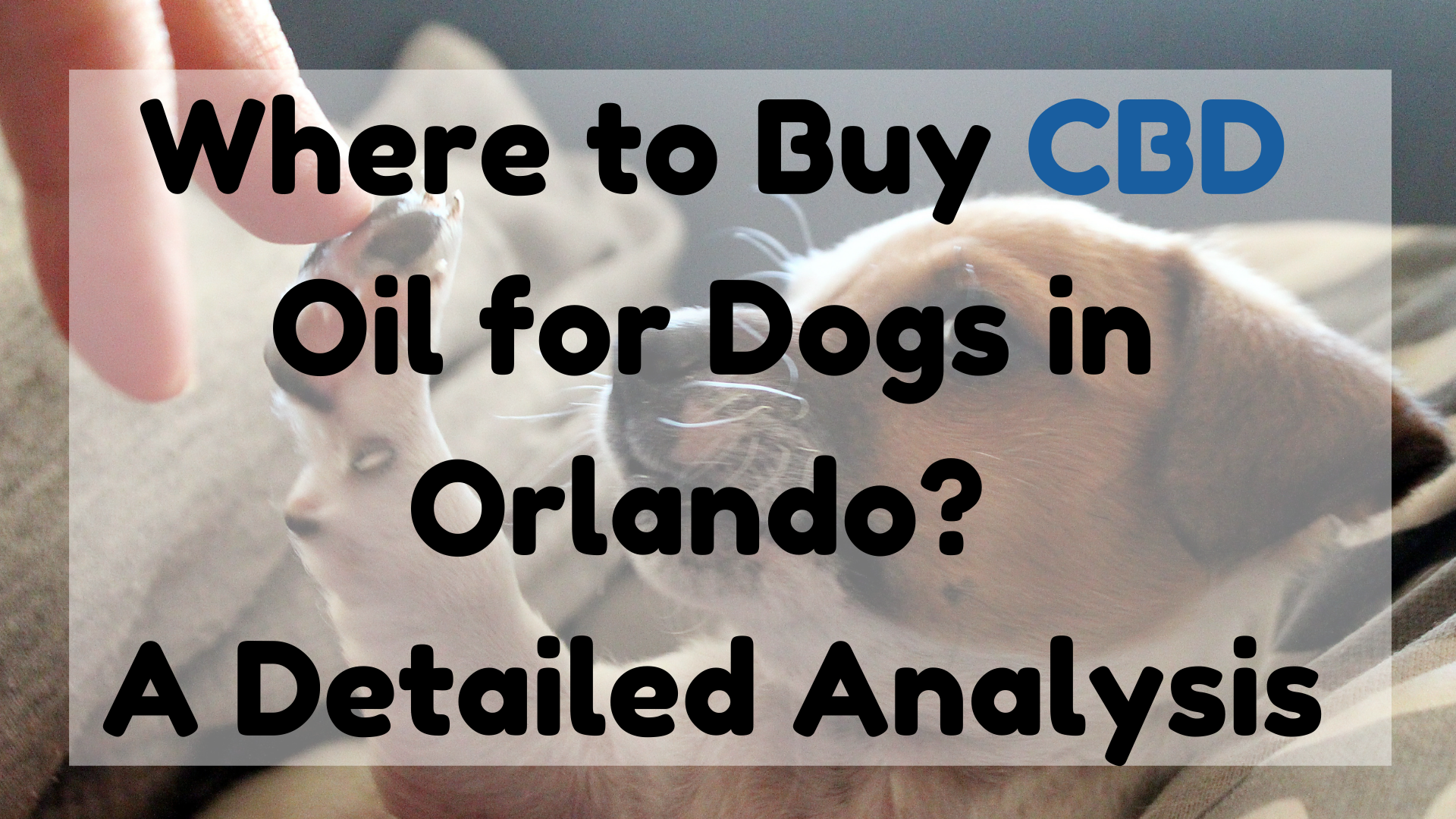 CBD Oil for Dogs in Orlando