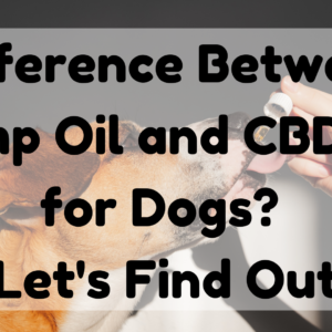 Difference Between Hemp Oil And CBD Oil For Dogs