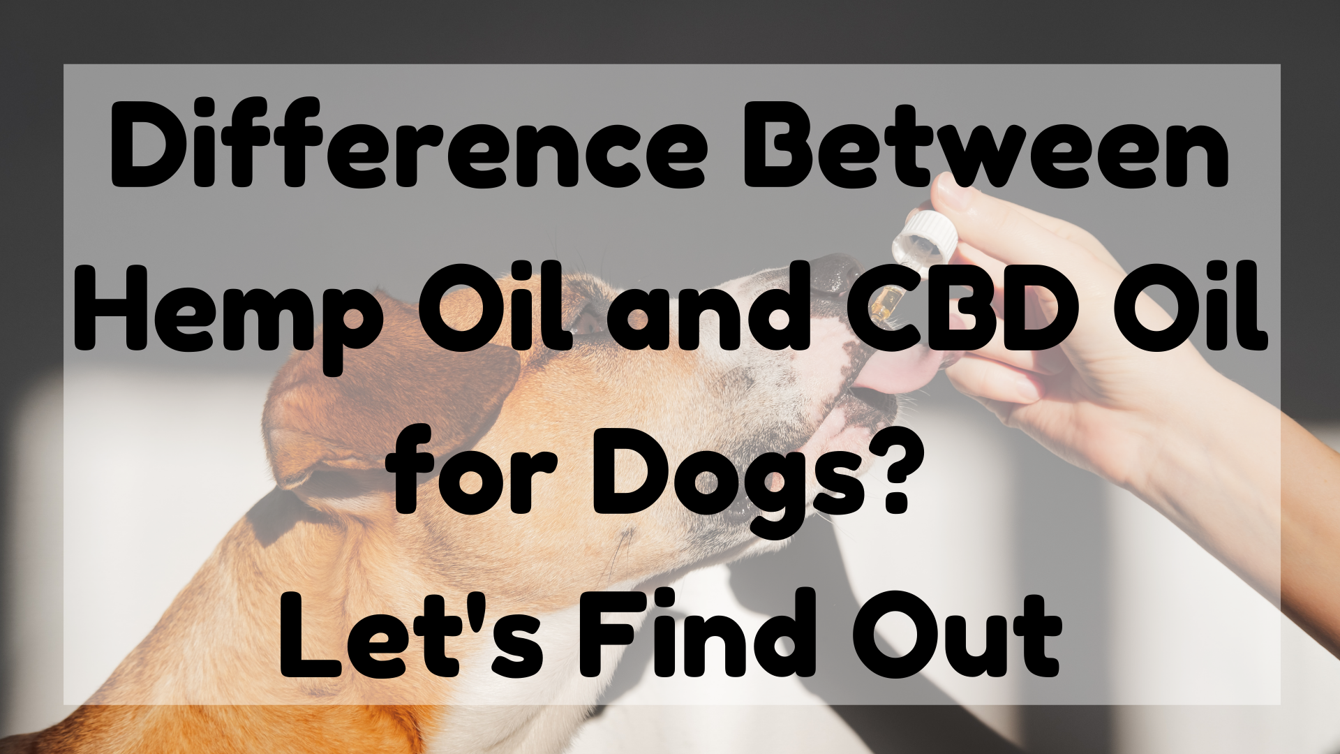 Difference Between Hemp Oil And CBD Oil For Dogs