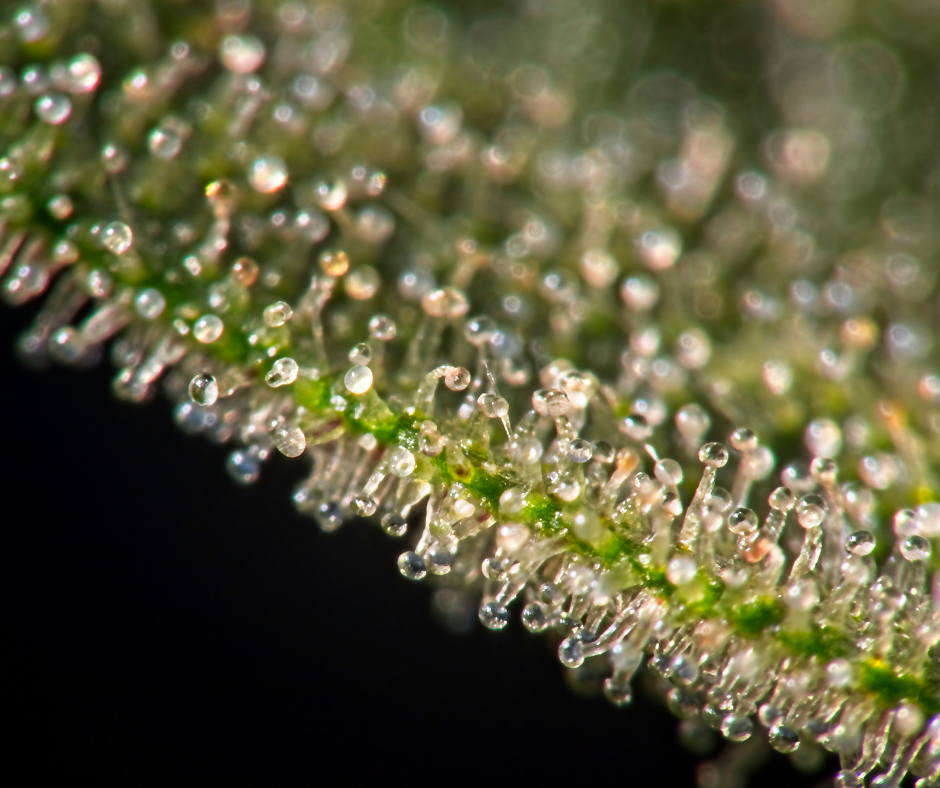 Does Hemp Have Trichomes