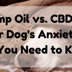 Hemp Oil vs. CBD Oil For Dogs Anxiety