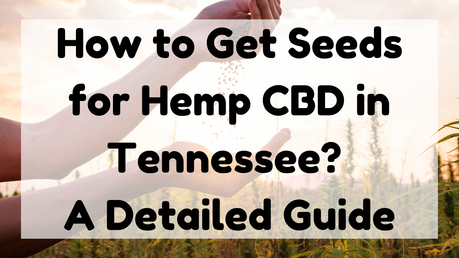 Seeds for Hemp CBD in Tennessee