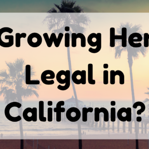 Is Growing Hemp Legal in California