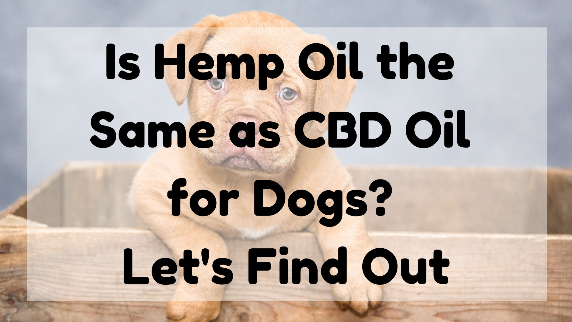Is Hemp Oil the Same as CBD Oil for Dogs