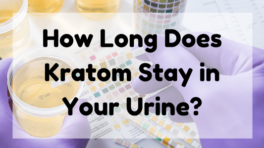 Featured Image (How Long Does Kratom Stay In Your Urine)
