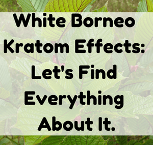Featured Image (White Borneo Kratom Effects)