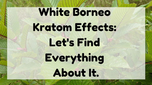Featured Image (White Borneo Kratom Effects)