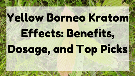 Featured Image (Yellow Borneo Kratom Effects)
