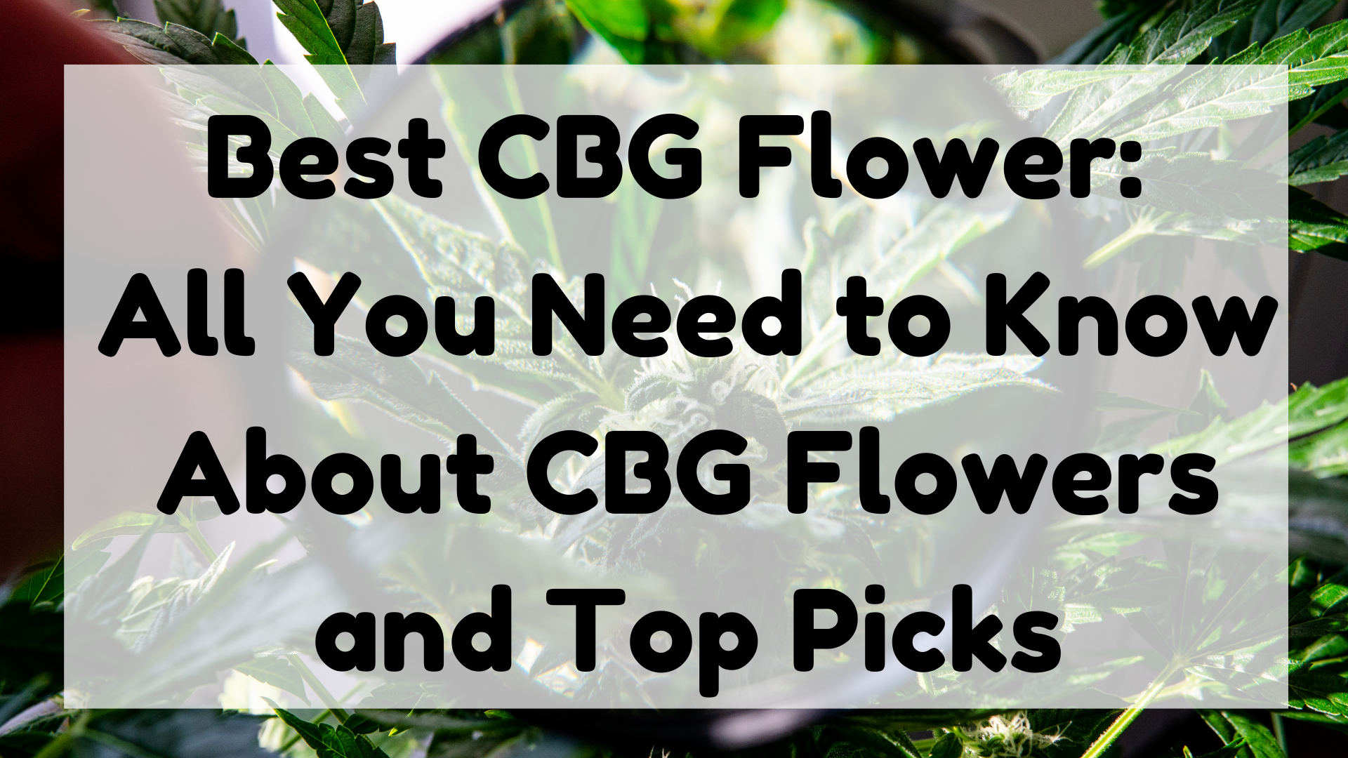Best CBG Flower featured image
