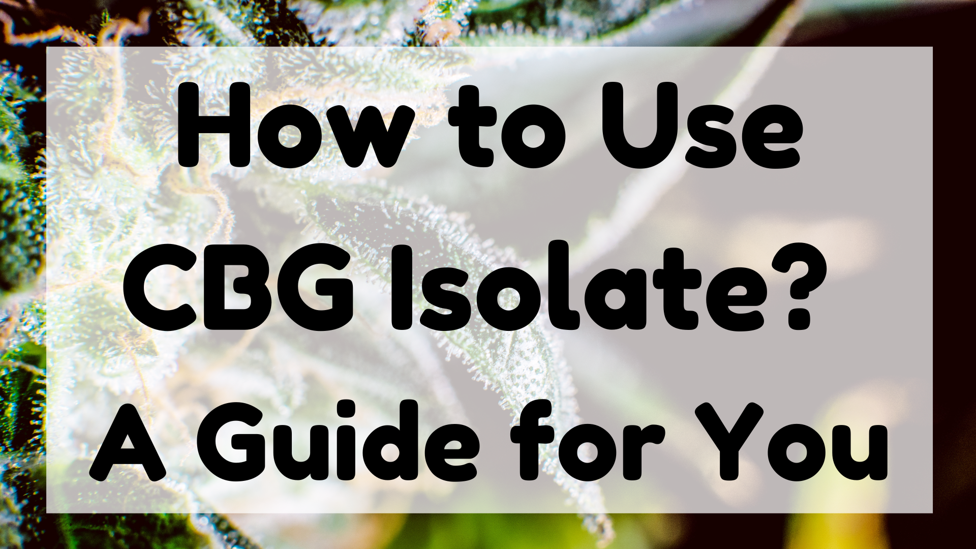 How to use CBG Isolate featured image
